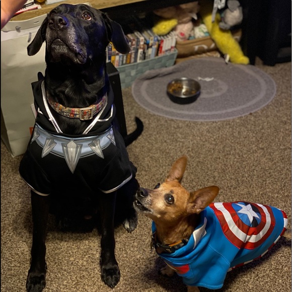 Meet your Posher, Gilbert jr - Picture 1 of 1